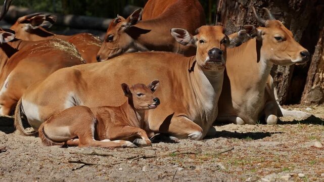 Family of Banteng, Bos javanicus or Red Bull. It is a type of wild cattle But there are key characteristics that are different from cattle and bison: a white band bottom in both males and females.
