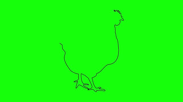 Continuous line drawing animation of chicken outline on green screen background for motion graphics.