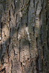 Fototapeta premium Texture and detail of a majestic tree trunk basking in sunlight during a serene afternoon in a vibrant forest landscape