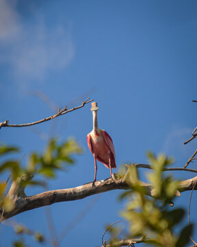 Roseate Spoonbill Perched on a Tree Branch looking at the camera