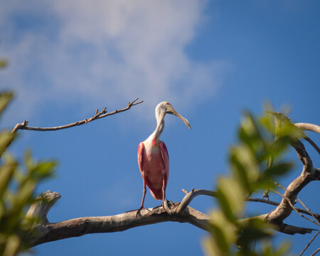 Roseate Spoonbill Perched on a Tree Branch Against a Blue Sky