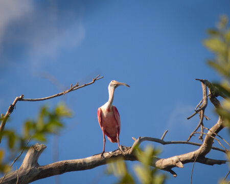 Roseate Spoonbill Perched on a Tree Branch