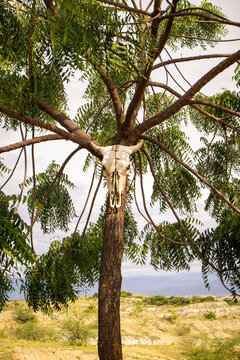 Goat skull in a tree