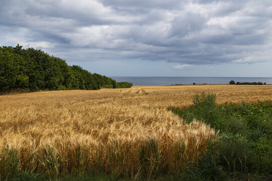 Coastal Agricultural Landscape with Golden Wheat Field and Dramatic Sky