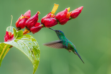 Naklejka premium Violet-capped woodnymph hummingbird (Thalurania glaucopis) male perched on a flowering stem stretching its wings, Atlantic Forest, Brazil.