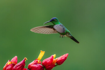 Fototapeta premium Violet-capped woodnymph hummingbird (Thalurania glaucopis) male perched on a flowering stem stretching its wings, Atlantic Forest, Brazil.