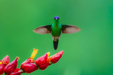 Naklejka premium Violet-capped woodnymph hummingbird (Thalurania glaucopis) male perched on a flowering stem stretching its wings, Atlantic Forest, Brazil.