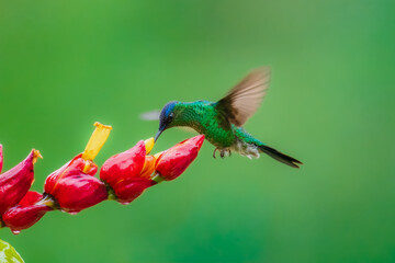 Naklejka premium Violet-capped woodnymph hummingbird (Thalurania glaucopis) male perched on a flowering stem stretching its wings, Atlantic Forest, Brazil.