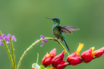 Naklejka premium Violet-capped woodnymph hummingbird (Thalurania glaucopis) male perched on a flowering stem stretching its wings, Atlantic Forest, Brazil.