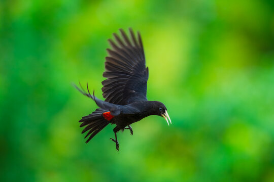 Red-rumped cacique (Cacicus haemorrhous) in flight with green forest background, Brazil
