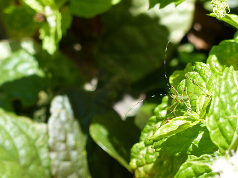 small insect, green katydid nymph, with black and white pattern on the antennae, perched on a spearmint leaf, blending in with its surroundings