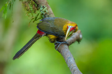 Naklejka premium Saffron toucanet (Pteroglossus bailloni) calling with open beak on a mossy branch in the Atlantic Forest, Brazil.