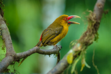 Naklejka premium Saffron toucanet (Pteroglossus bailloni) calling with open beak on a mossy branch in the Atlantic Forest, Brazil.