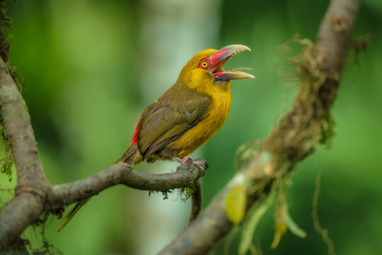 Saffron toucanet (Pteroglossus bailloni) calling with open beak on a mossy branch in the Atlantic Forest, Brazil.
