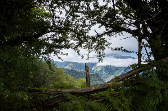 Forest branches framing misty peaks above a green valley