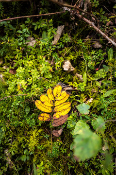 Golden autumn leaf resting on mossy forest floor