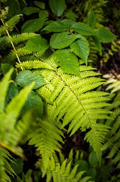 Wet moss and fern texture on shaded woodland ground