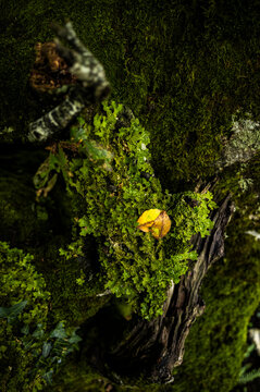 Green lichen and autumn leaf on mossy tree stump