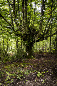 Ancient beech tree standing in a quiet forest clearing