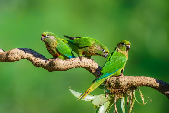 Maroon-bellied parakeet (Pyrrhura frontalis) perched on a mossy branch, Atlantic Forest, Brazil.