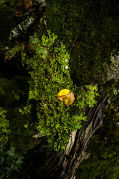 Textured moss and lichen covering old forest wood
