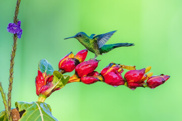 Naklejka premium Violet-capped woodnymph hummingbird (Thalurania glaucopis) male hovering in mid-air and feeding on red flower nectar, Atlantic Forest, Brazil.