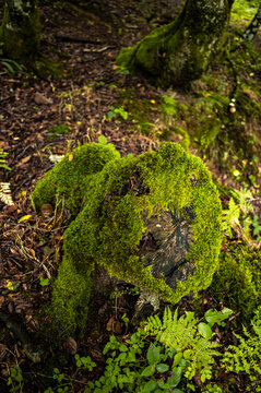 Fern grove lit by soft light in quiet woodland