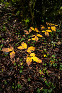 Fern leaves layered over dark forest undergrowth
