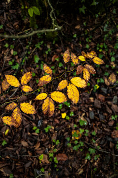 Bracken fern leaves catching light on forest slope
