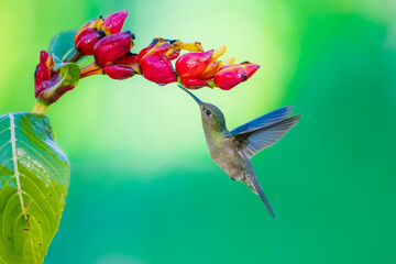 Fototapeta premium A stunning hummingbird hovering in mid-air to feed on bright red and yellow tropical flowers, set against a smooth green background in Brazil.