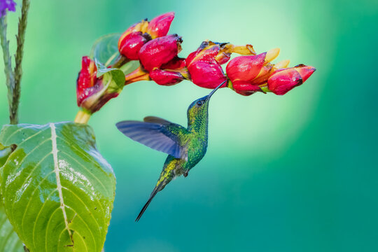 Violet-capped woodnymph hummingbird (Thalurania glaucopis) male hovering in mid-air and feeding on red flower nectar, Atlantic Forest, Brazil.