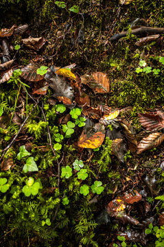 Autumn branch with yellow leaves over forest litter
