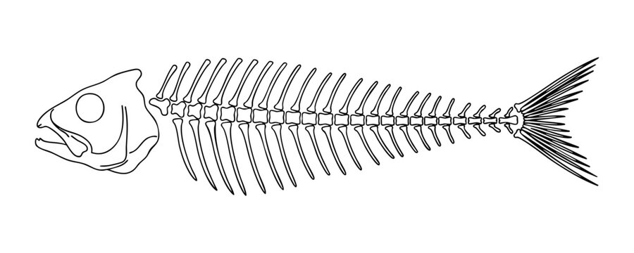 Single fish skeleton illustration for biological study and creative marine themed graphic projects.