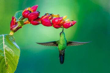Naklejka premium Violet-capped woodnymph hummingbird (Thalurania glaucopis) male hovering in mid-air and feeding on red flower nectar, Atlantic Forest, Brazil.