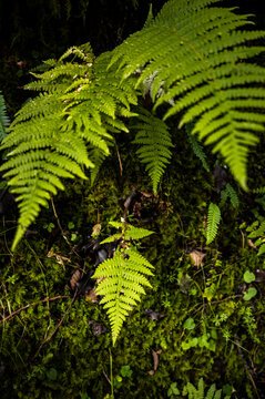 Dappled light on green fern leaves in forest shade