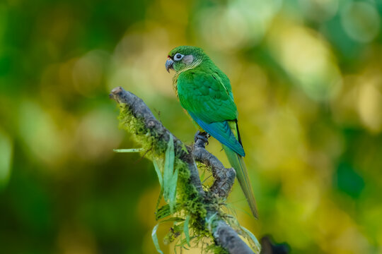 Maroon-bellied parakeet (Pyrrhura frontalis) perched on a mossy branch, Atlantic Forest, Brazil.