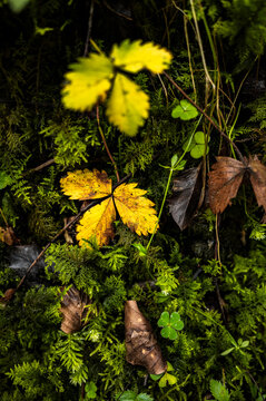 Yellow toothed leaf glowing among forest moss
