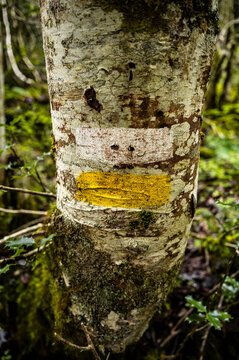 Weathered tree trunk marked with hiking trail paint