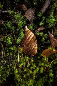 Golden dried leaf rising from mossy forest bed