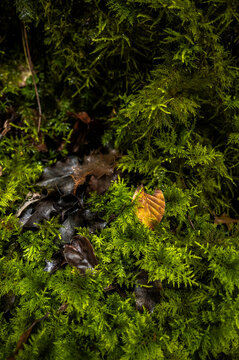 Golden leaf glowing among dense green forest moss