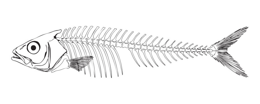 Black line art fish skeleton vector illustration on transparent background for spooky halloween art.
