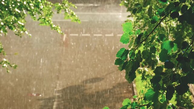 Heavy summer rain falling on urban roadway in brilliant sunshine, with multiple cars passing through intense downpour, framed by sunlit green tree branches and leaves. Atmospheric city weather footage