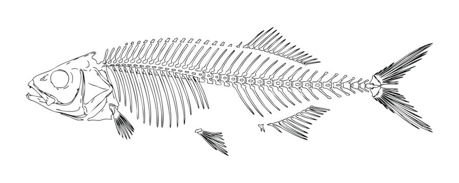 Intricate monochrome line drawing of prehistoric fish skeleton for scientific and biological studies.