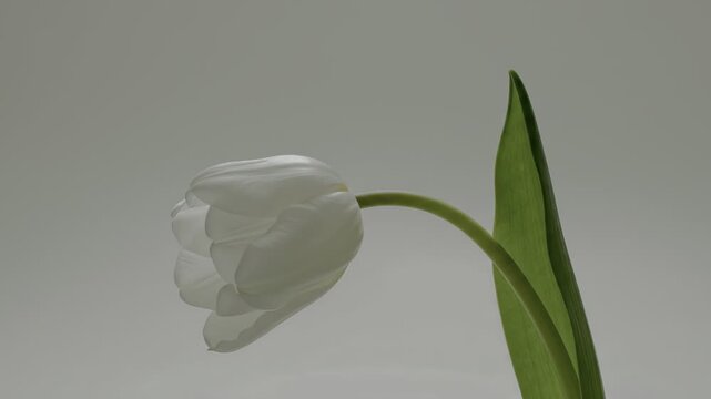 Single white tulip flower on long green stem
