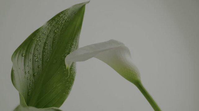 White calla lily and green leaf with dew drops.