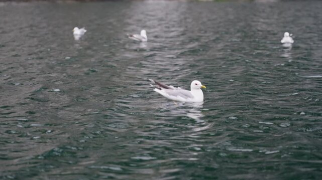Several seagulls drift across rippled dark green water under soft diffuse daylight, with one bird in foreground and smaller birds farther back near blurred shoreline, creating quiet natural wildlife