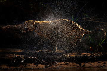 Jaguar Panthera onca shaking off river water in a dramatic backlit spray of droplets, powerful swimmer and largest big cat in the Americas, apex predator, South America wildlife, and important © phototrip.cz