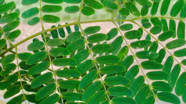 Close-up of vibrant green pinnate leaves on delicate branches in natural sunlight