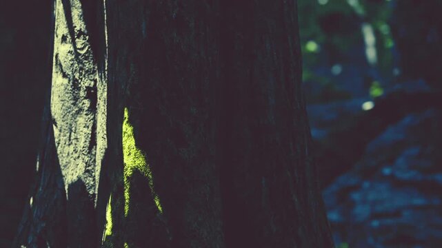 The trunk of a tree shows patches of green moss. Sunlight filters through the tree canopy in a forest. Rocks are visible on the ground creating a natural setting.