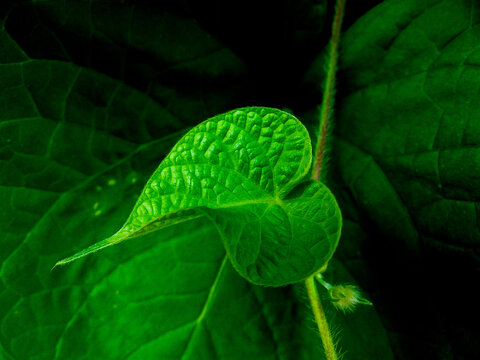 very detailed closeup of a leaf of a morning glory plant with contrasting background